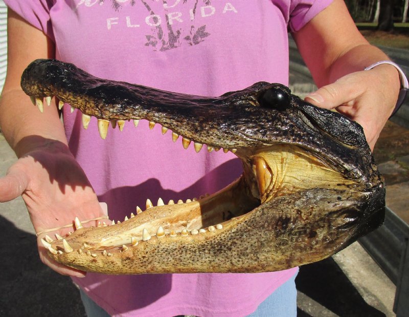 12-1/2 x 6 inches Authentic Preserved Alligator Head Souvenir for Sale