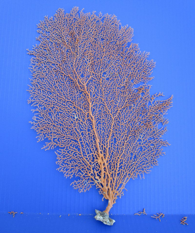 3 Red Red Sea Fan Corals 13 inches Tall and 9 to 11 inches wide 23.99