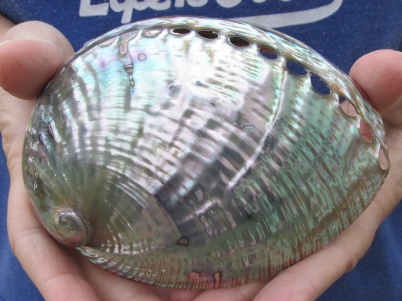 53/8 inches Polished Green Abalone Sea Shell for Sale 14.99