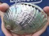 5-3/8 inches Polished Green Abalone Sea Shell for Sale - Buy this one for <font color=red>$24.99</font> Plus $6.25 1st Class Postage