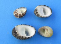 Under 1 inch Tiny Nerita Polita Shells for Crafts - Bulk Case of 20 kilos @ $2.65 a kilo