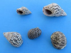 Tiny Nassa Pussata Snail Shells in Bulk with Nerite Snail - Case: 20 kilos @ $2.25 a kilo