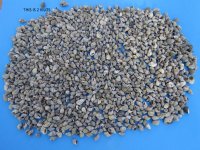 2.2 pounds Tiny Nassa Pussata Snail Shells  3/8 to 1-1/8 inches -  $6.00 a bag; 3 bags @ $4.80 each