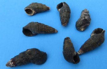 Tiny Tritia Trivitata Nassa Mud Snail Shells in Bulk 3/4 to 1-3/8 inches - Case: 20 kilos @ $2.25 a kilo