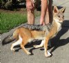 31 inches Authentic Full Mount Walking African Black-Backed Jackal for Sale - Buy this one for $449.99 (Shipped UPS Signature Required)