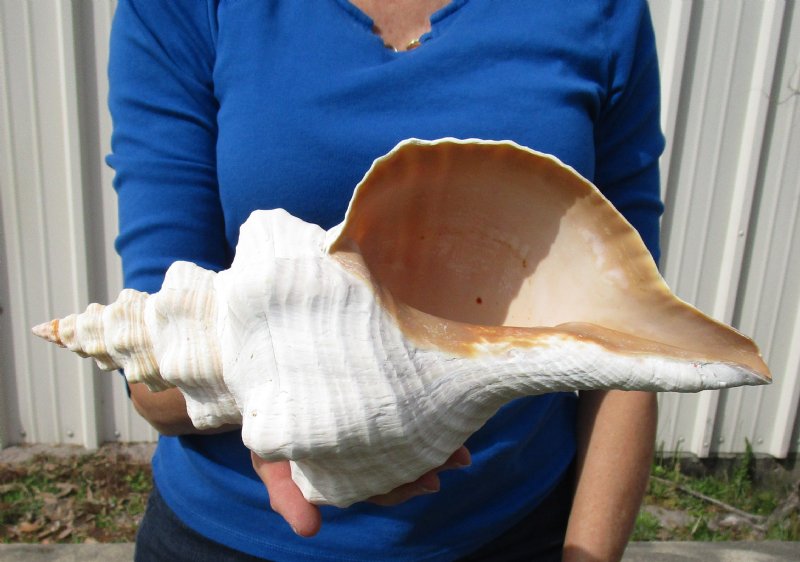 12 by 6 inches Large Horse Conch Shell for Sale