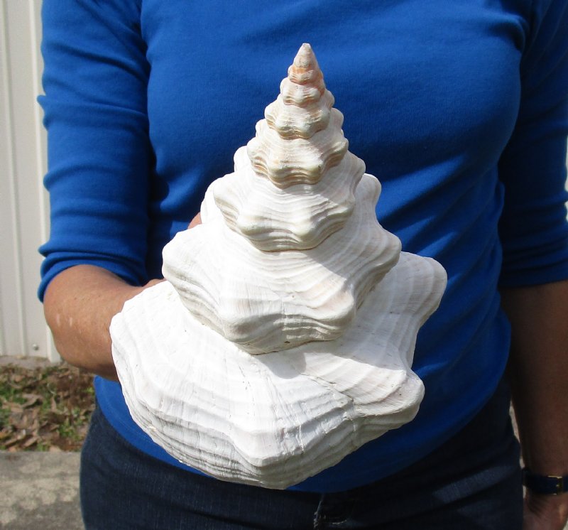 12 by 6 inches Large Horse Conch Shell for Sale
