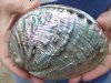 5-3/4 inches Discount Polished Green Abalone Seashell (has small hole in the bottom of the shell) Buy this one for <font color=red> $14.99</font> Plus $6.25 1st Class Postage