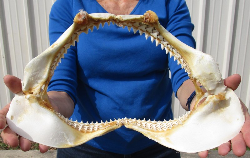 13-1/4 by 7-1/2 inches Silky Shark Jaw - Worldwide Wildlife Products