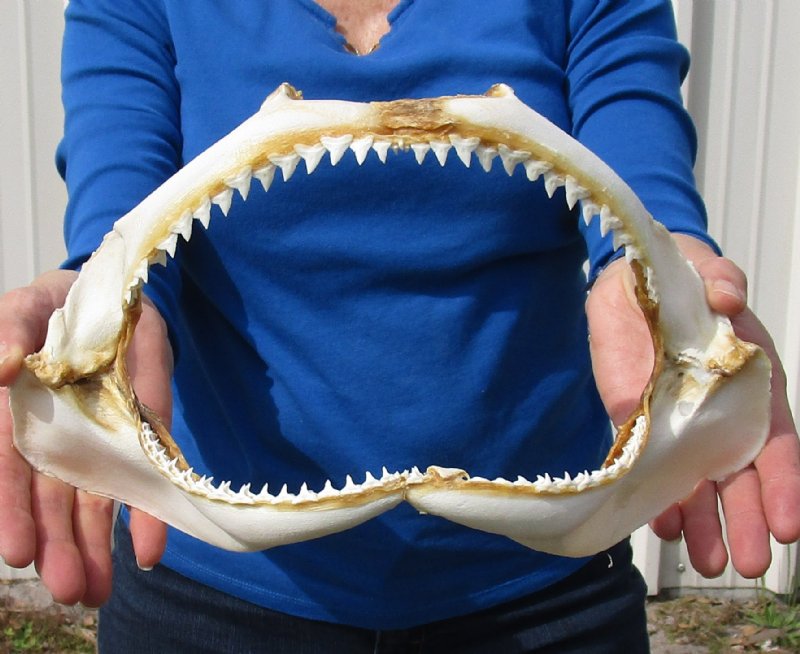 $19.99 for a 12-1/4 by 7 inches Authentic Silky Shark Jaw for Sale