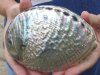5-3/4 inches Real Polished Green Abalone Shell for Sale  - Buy this one for <font color=red>$24.99</font> Plus $6.25 1st Class Postage
