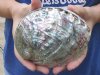 5-5/8 inches Discount Polished Green Abalone Shell for Sale (with some tiny holes on the surface) - Buy this one for <font color=red> $19.99</font> Plus $6.25 1st Class Postage