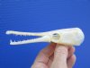 4-7/8 by 1-1/2 inches Spotted Gar Skull for Sale, Professional Cleaned and Whitened - Buy this one for <font color=red>$29.99</font> Plus $8.50 1st Class Mail