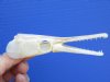 4-7/8 inches long Real Spotted Gar Skull, Professional Cleaned and Whitened - Buy this one for only <font color=red>$29.99</font> Plus $8.50 1st Class Mail