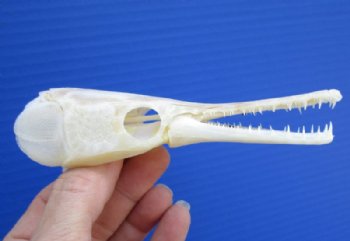 5-1/8 inches long Authentic Spotted Garfish Skull for <font color=red>$49.99</font> Plus $8.00 Postage