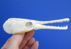 5-1/8 inches long Authentic Spotted Garfish Skull for $49.99