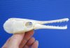 5-1/8 inches long Authentic Spotted Garfish Skull for Sale, Cleaned and Whitened - Buy this one for only<font color=red> $29.99</font> Plus $7.50 1st Class Mail