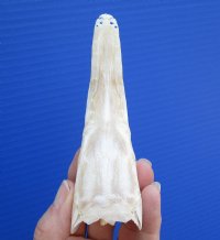 5-1/8 inches long Authentic Spotted Garfish Skull for <font color=red>$49.99</font> Plus $8.00 Postage