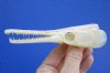 5 by 1-3/8 inches Spottted Gar Skull for Sale, Garfish - Professional Cleaned - Buy this one for <font color=red> $29.99</font> Plus $7.50 1st Class Mail
