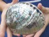 5-5/8 inch Beautiful Polished Green Abalone Shell with tones of blues, greens, silver - Buy this one for <font color=red> $24.99</font> Plus $6.25 1st Class Mail