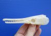 5 by 1-3/8 inches Spotted Gar Skull for Sale, Garfish skull - Buy this one for <font color=red>$29.99</font> Plus $7.50 1st Class Mail