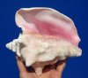 7 by 6-3/4 inches Real Pink Conch Shell for Seashell Decor - Buy this one for $12.99
