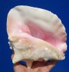 6-3/4 by 7-3/4 inches Queen Conch Shell for Sale, Strombus gigas - Buy this one for $12.99