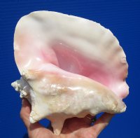 6-3/4 by 7-3/4 inches Queen Conch Shel, Strombus gigas for $12.99