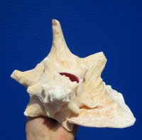 6-3/4 by 7-3/4 inches Queen Conch Shel, Strombus gigas for $12.99