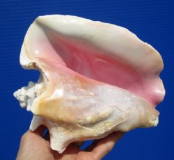 7 by 6-1/2 inches Authentic Pink Conch Shell for $12.99