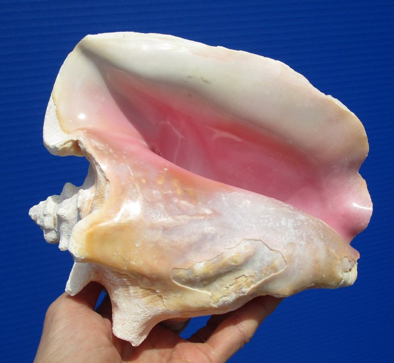 7 by 61/2 inches Authentic Pink Conch Shell for Sale, Strombus gigas