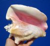 7 by 6-1/2 inches Authentic Pink Conch Shell for Sale, Strombus gigas - Buy this one for $12.99