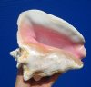 7 by 6-1/2 inches Queen Conch Shell for Sale, a Large Decorative Sea Shell - Buy this one for $12.99