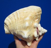 7 by 6-1/2 inches Queen Conch Shell for $12.99
