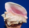 7-1/2 by 6-3/4 inches Real Queen Conch Shell for Sale, a Large Decorative Seashell - Buy this one for $12.99