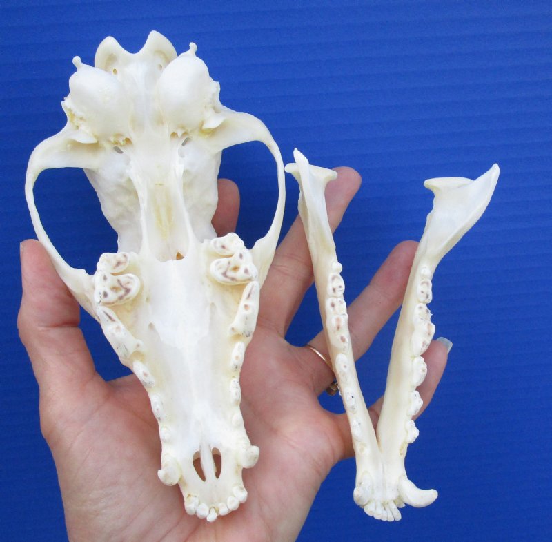 6-3/8 by 3-1/4 inches Nice Quality African Black-Backed Jackal Skull