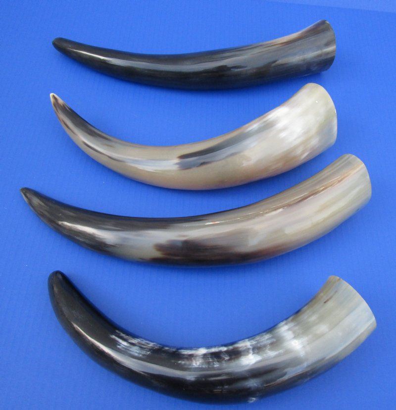 137/8 to 16 inches Pack of 4 Polished Water Buffalo Horns for Sale