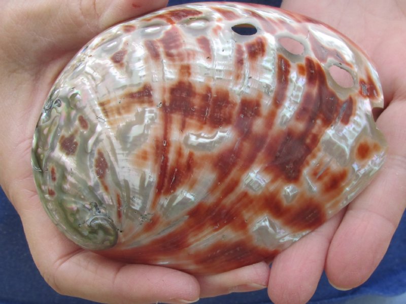 41/2 inches Polished Red Abalone Seashell for Sale 12.99