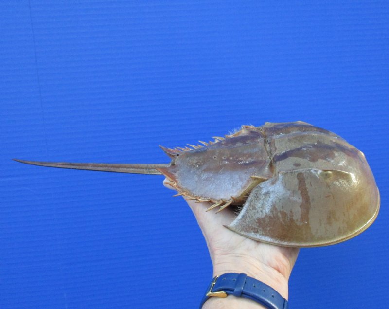 125/8 by 57/8 inches Large Dried Atlantic Horseshoe Crab for Sale