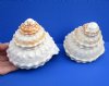 Two Natural Wavy Turban Shells, Astrea Undosa 4-1/4 and 4-1/2 inches - You are buying the 2 pictured for $8.50 each
