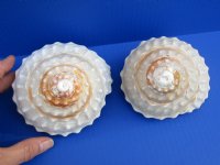 Two Natural Wavy Turban Shells, Astrea Undosa 4-1/4 and 4-1/2 inches - You are buying the 2 pictured for $8.50 each