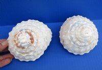2 Natural Wavy Turban Astrea Undosa Shells for Sale 4-1/4 by 4-1/2 inches - You are buying the 2 pictured for $8.50 each