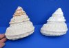 2 Natural Wavy Turban Astrea Undosa Shells, a pyramid shaped shell, 4-1/2 and 4-3/4 inches - You are buying the 2 pictured for $8.50 each