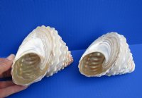 2 Natural Wavy Turban Astrea Undosa Shells, a pyramid shaped shell, 4-1/2 and 4-3/4 inches - You are buying the 2 pictured for $8.50 each