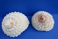 Two Natural Wavy Top Turban Shells, pyramid shaped 4-1/4 inches in size - You are buying the 2 pictured for $8.50 each