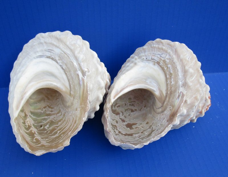 'Troca' Large GREEN Turban Sea Shells 5-7cm Pyramid Cone Beach Craft White 