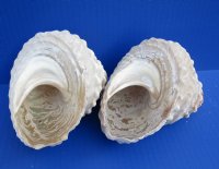 Two Natural Wavy Top Turban Shells, pyramid shaped 4-1/4 inches in size - You are buying the 2 pictured for $8.50 each
