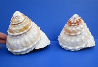 4-3/4 and 4-1/2 inches Natural Wavy Turban Astrea Undosa Shells, pyramid shaped shells - You are buying the 2 pictured for $8.50 each