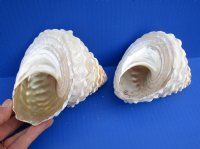 4-3/4 and 4-1/2 inches Natural Wavy Turban Astrea Undosa Shells, pyramid shaped shells - You are buying the 2 pictured for $8.50 each