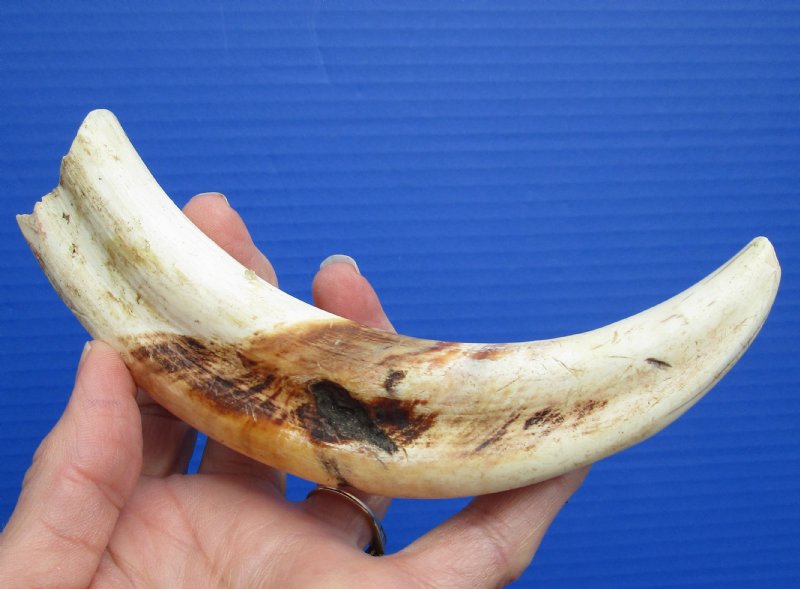 71/2 inches African Warthog Tusk for Sale, 4 oz, 51/4 inches solid